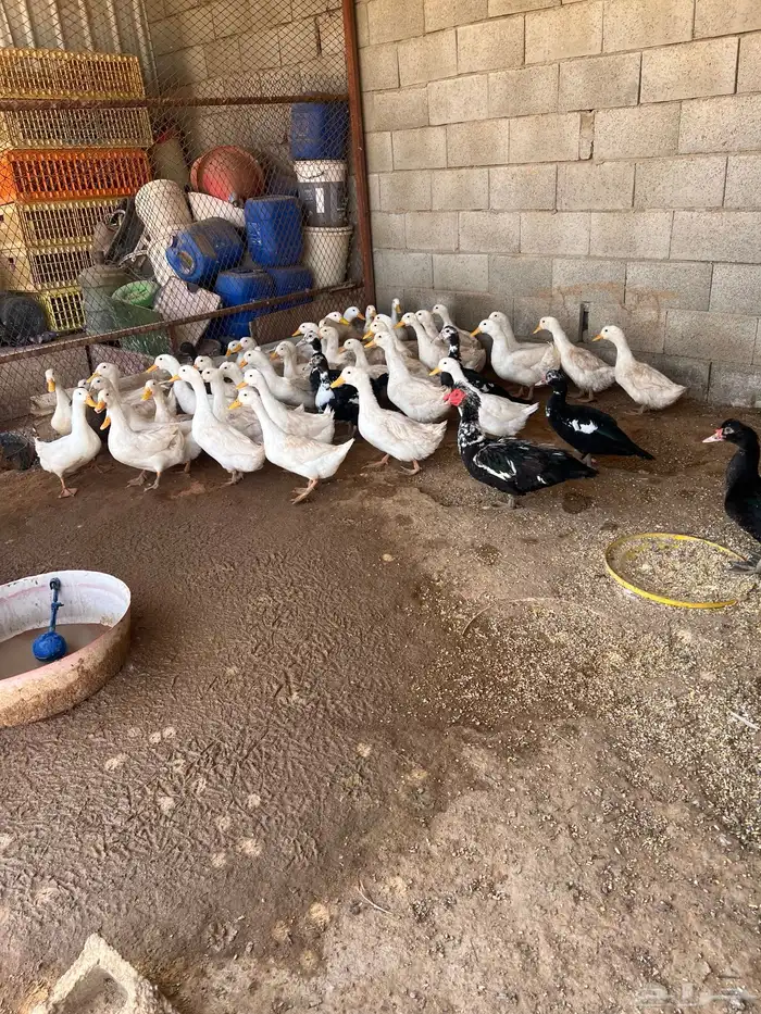 بط كيني وبح للبيع 3