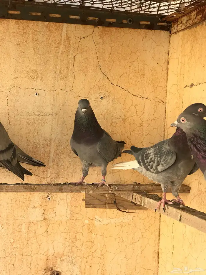 حمام قطيفي   قلابي 17