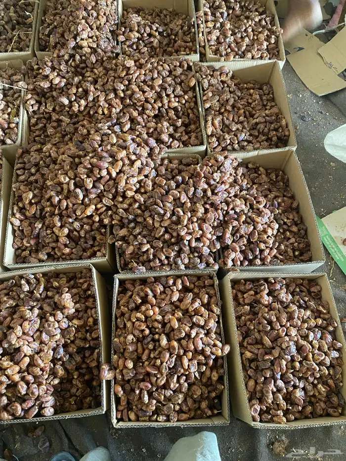 تمر علف صرام من النخل مباشره لحم صافي بدون خشف 1