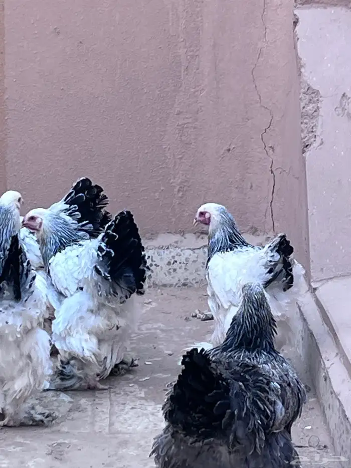 دجاج برهما البيع العدد 6حبات 0