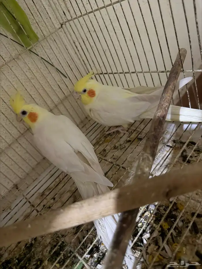 ازواج كروان للبيع 0