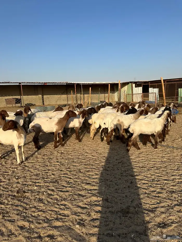 جذعات انعيم طيبه اللبييع 3