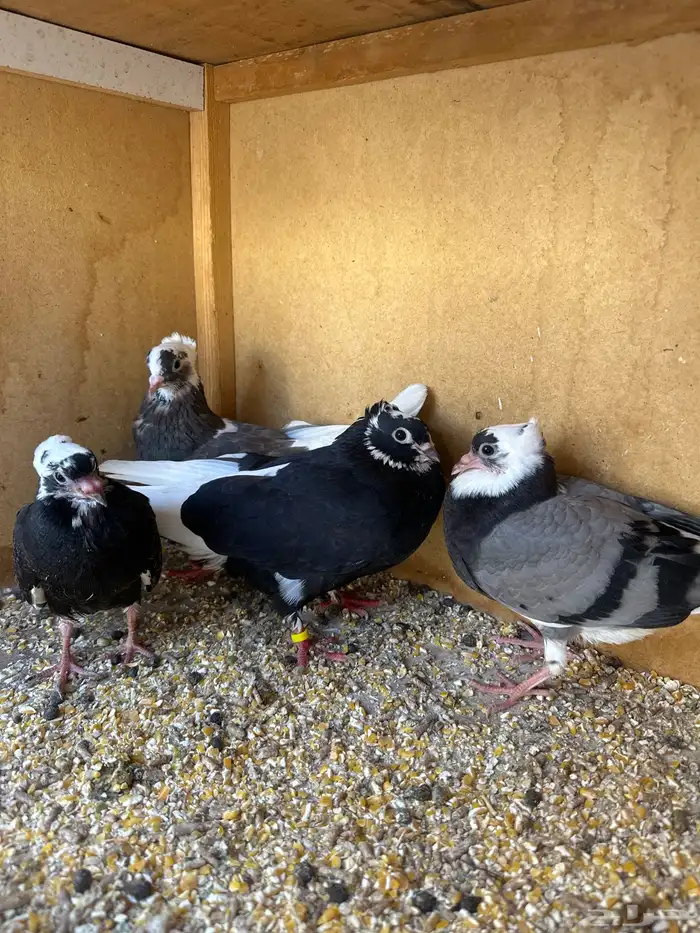 حمام قطيفي معهن زغاليل للبيع 0