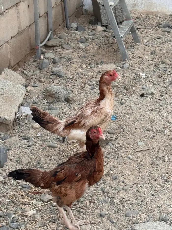 دجاج باكستاني شامو 11