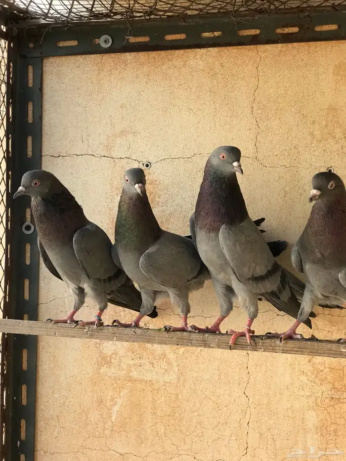 حمام قطيفي   قلابي 15