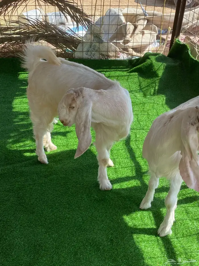 جفرات مشاريك صنف 1