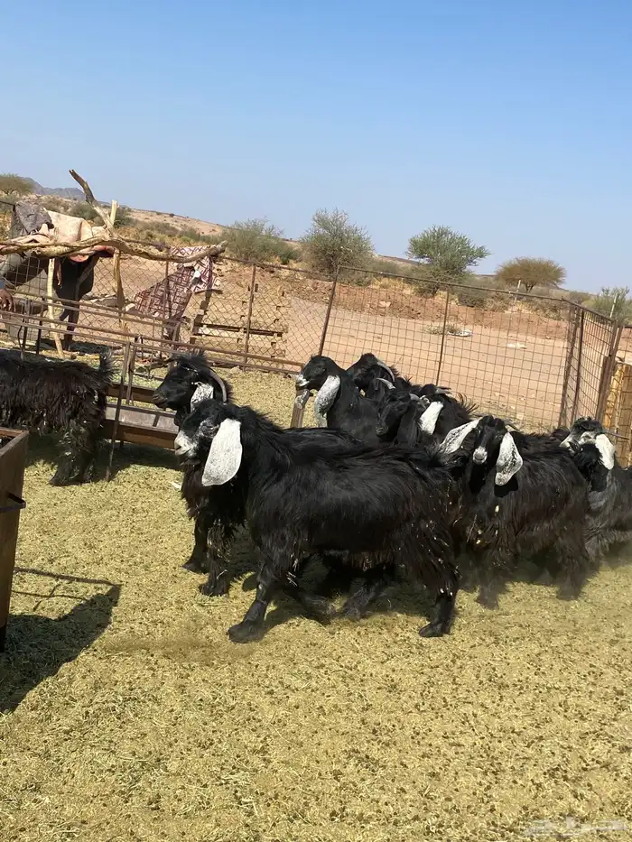 تيوس طيبات 8