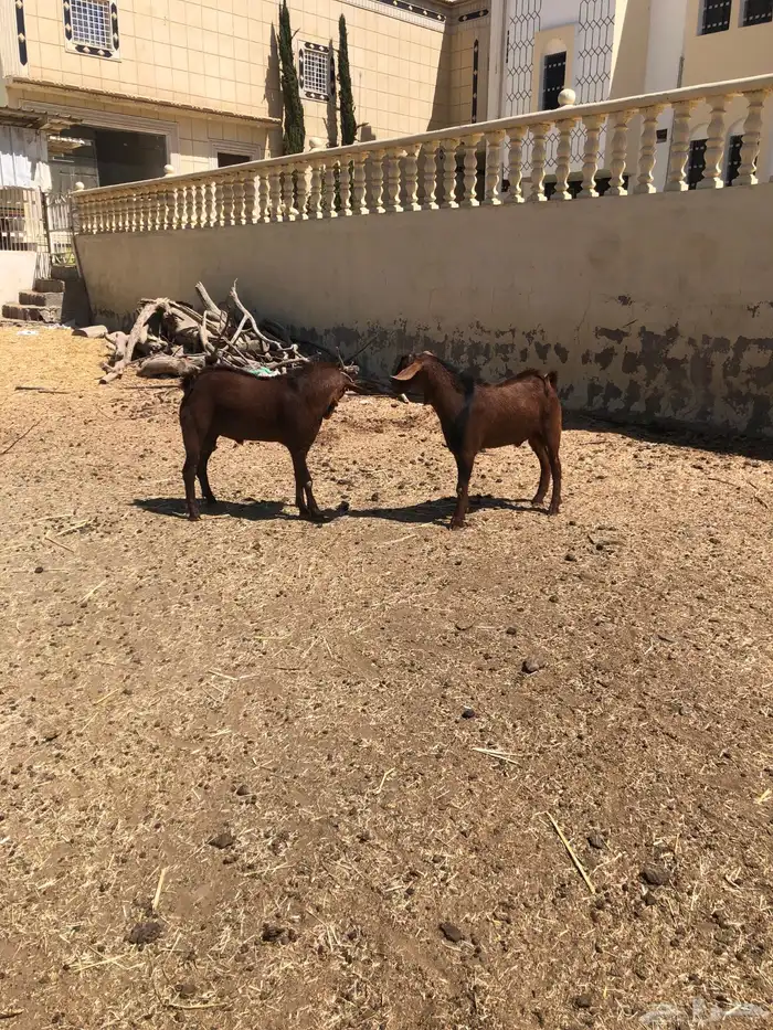 تيوس فحول نظيفة 9