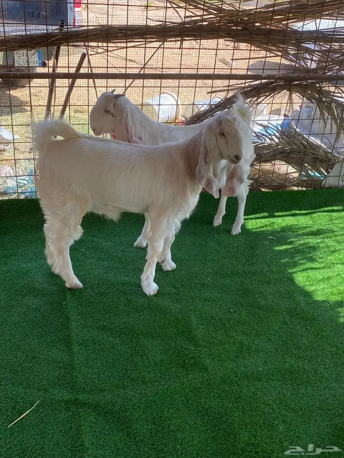 جفرات مشاريك صنف 3