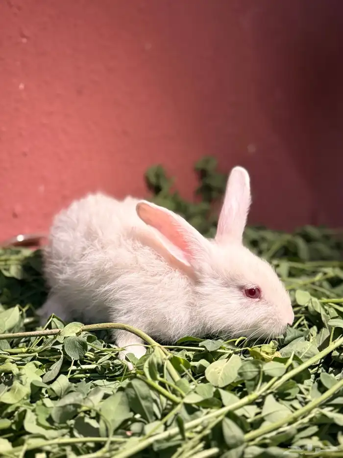 ارانب صغيره لطيفه وجميله 2