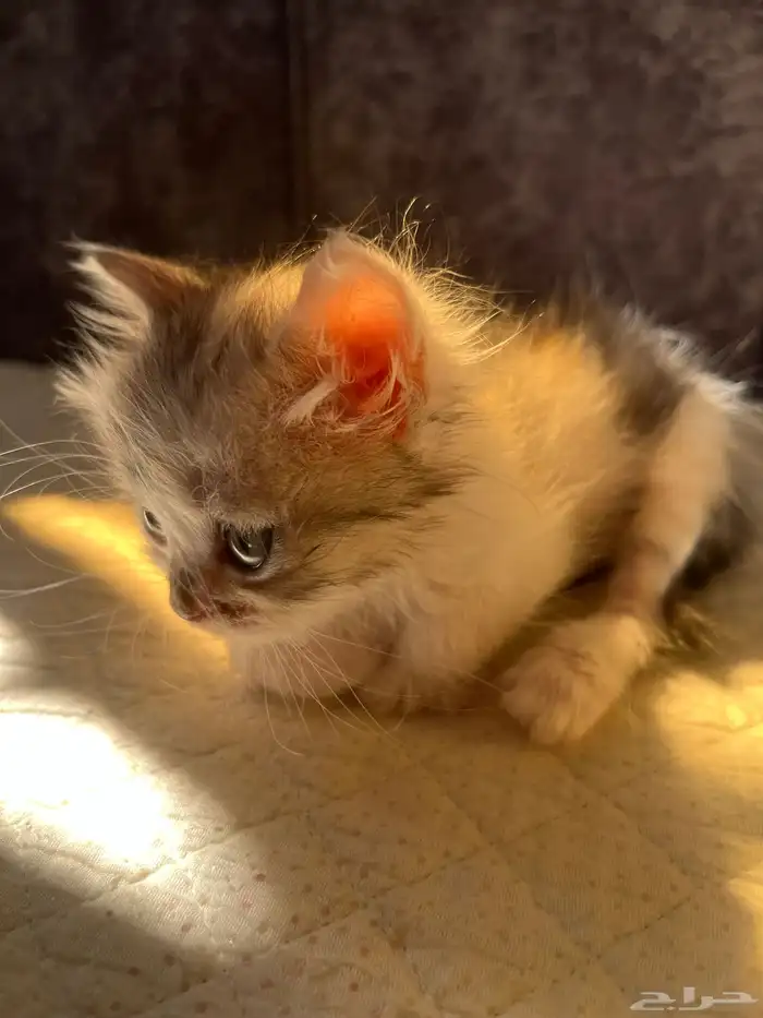 هره مهجن تبني 4