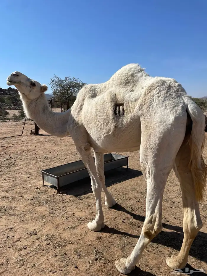 ناقه عفراء للبيع ضروبه مفرده حاشي 5