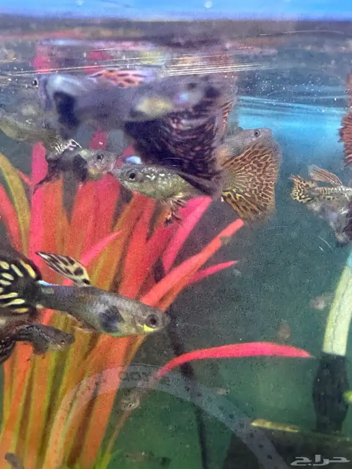 سمك زينة جوبي نوادر 0