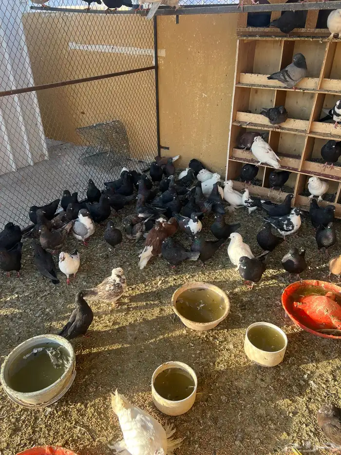 حمام مشكل كنق وباكستاني ونواع ثانيه 0