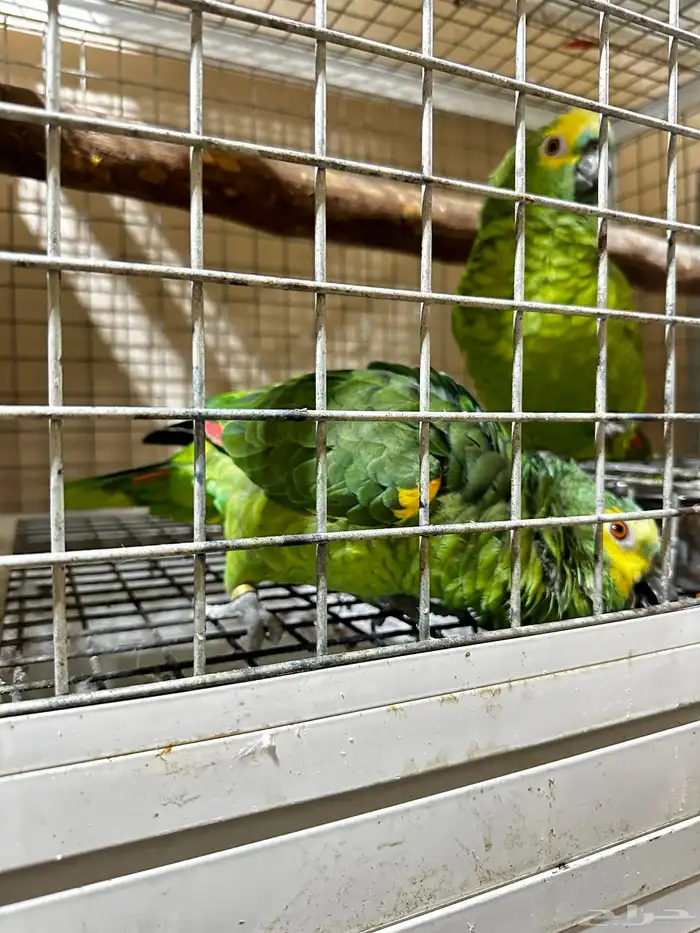 تم البيع زوج امازوني 14