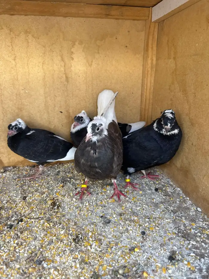 حمام قطيفي معهن زغاليل للبيع 1