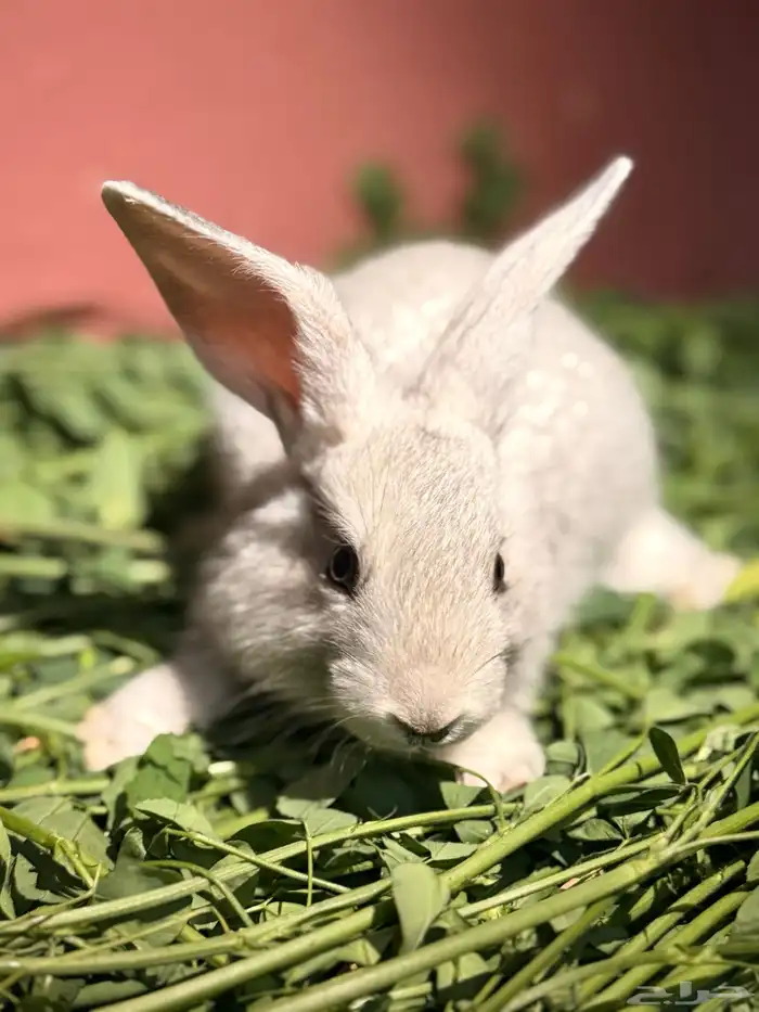 ارانب صغيره لطيفه وجميله 7