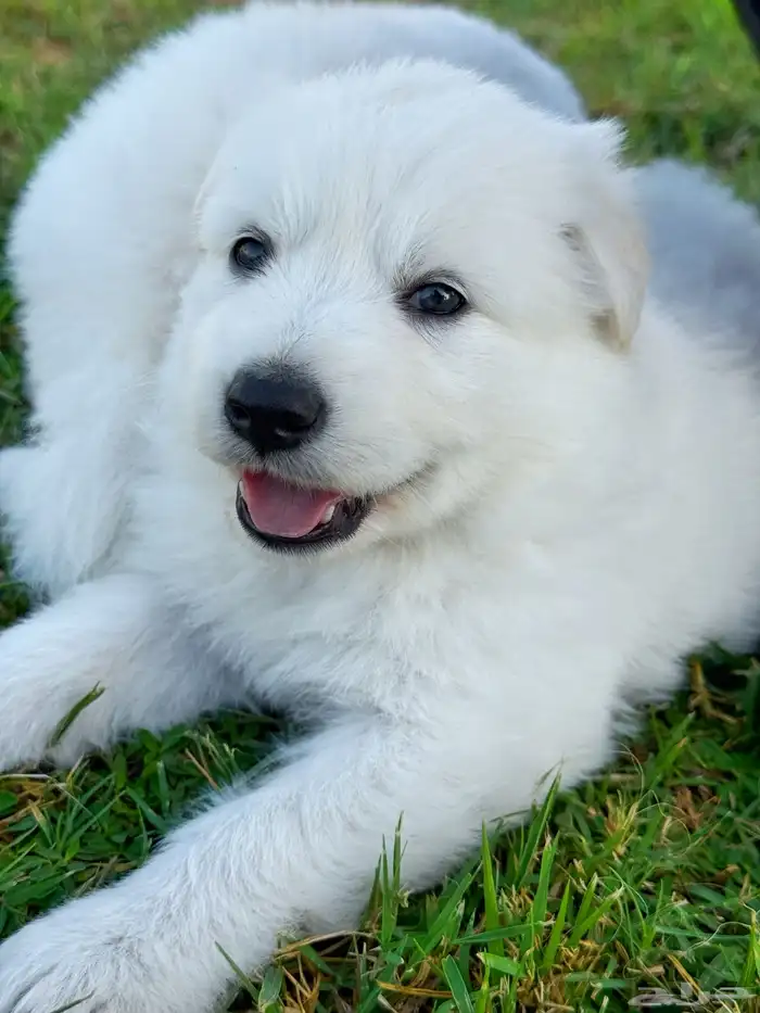 وايت جيرمن _ white German 2