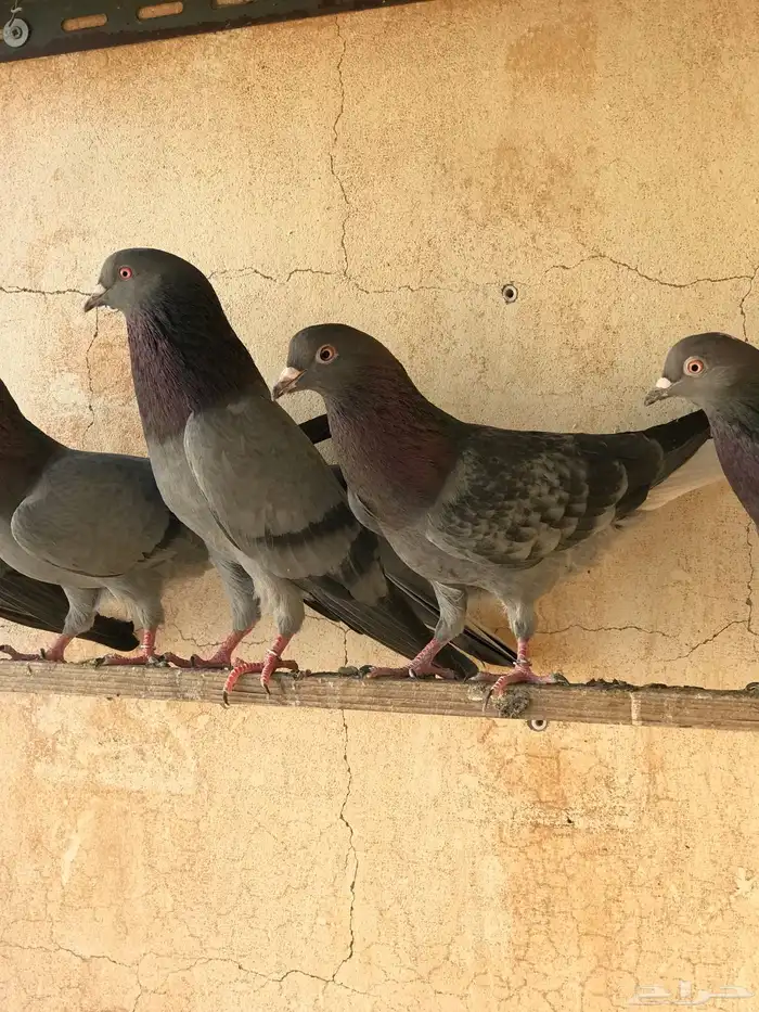 حمام قطيفي   قلابي 9