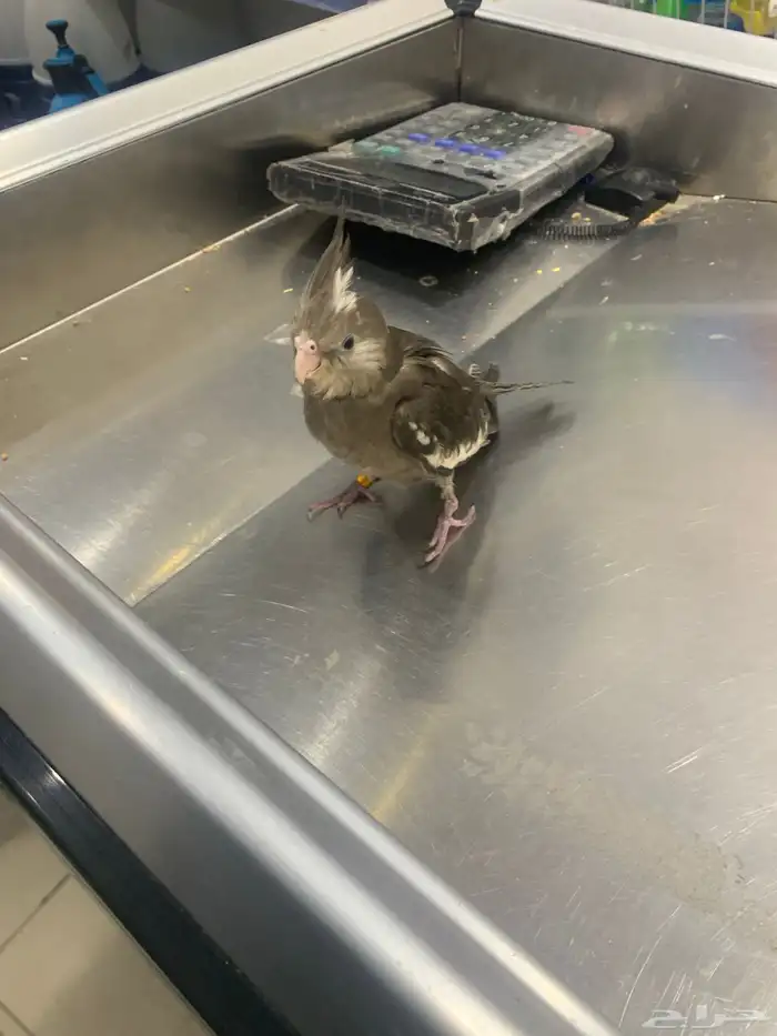 فرخ كراوان عمر شهرين 5ايام سعره250مع ملحقات300 0