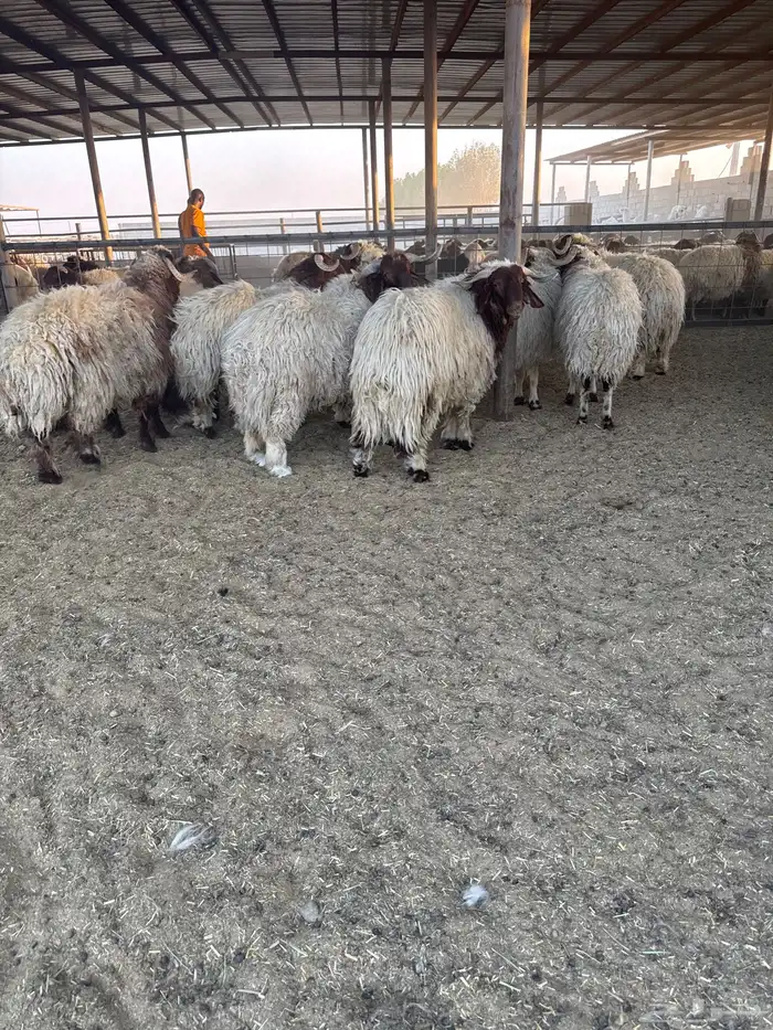 نعيم كناور بلدي شرط 0