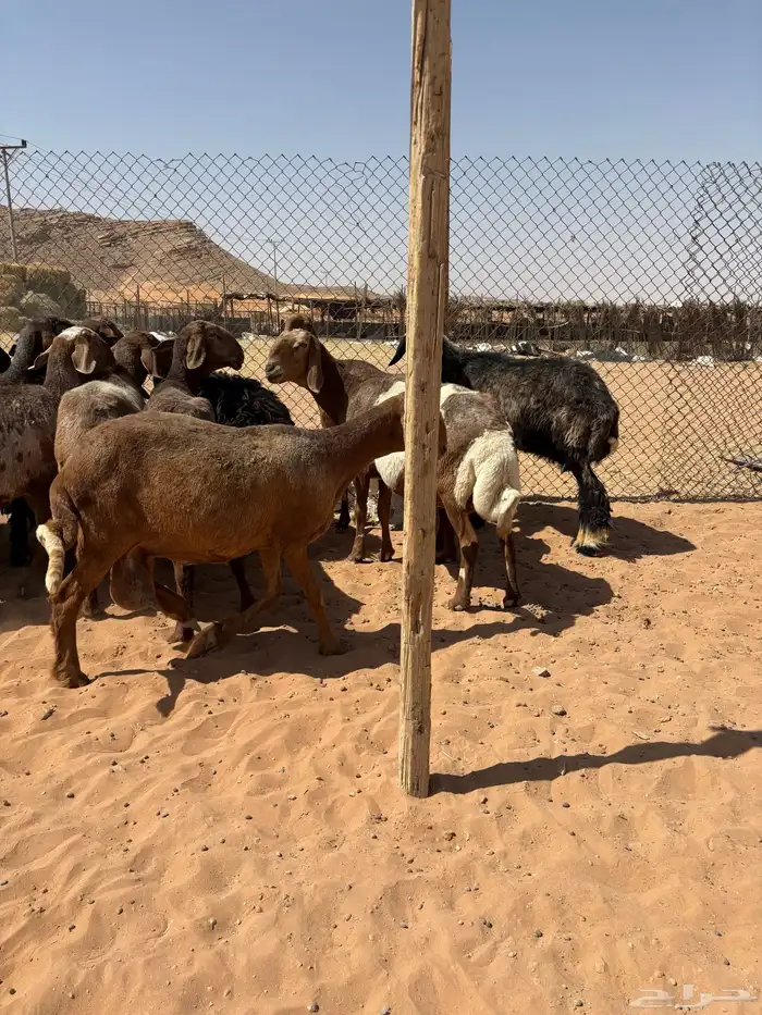 غنم مهجنات العدد16 4