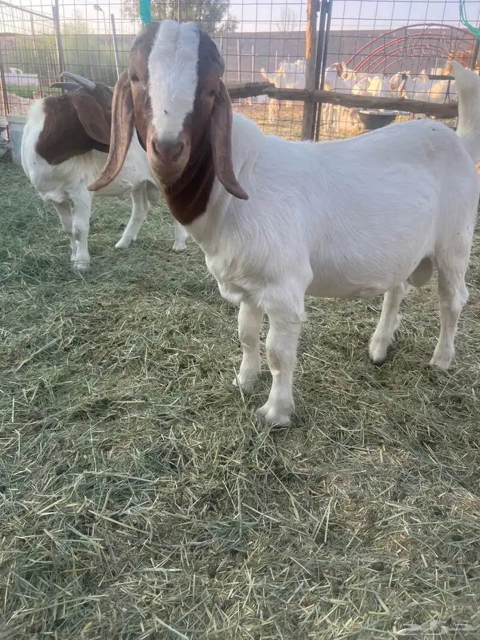 بورقوت تيوس بورقت 4