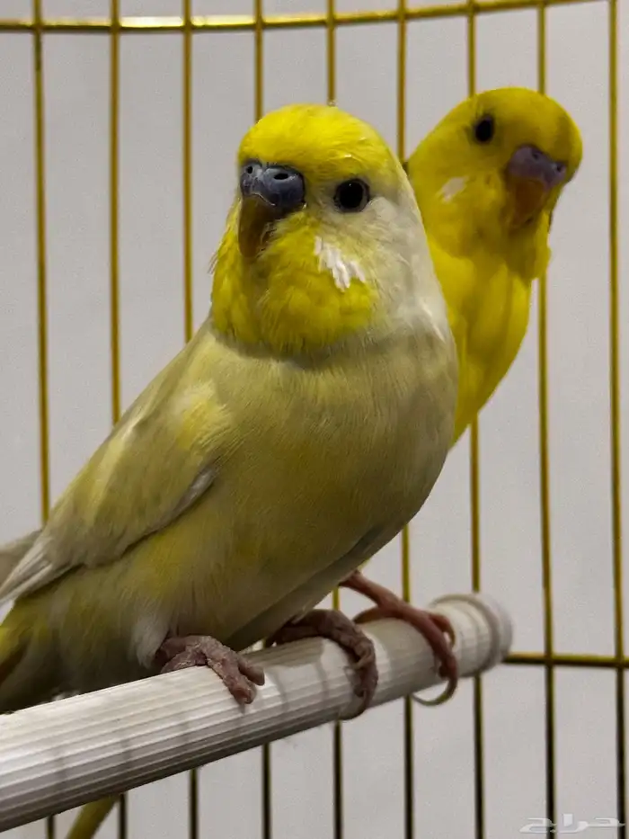 زوج بادجي للبيع 1