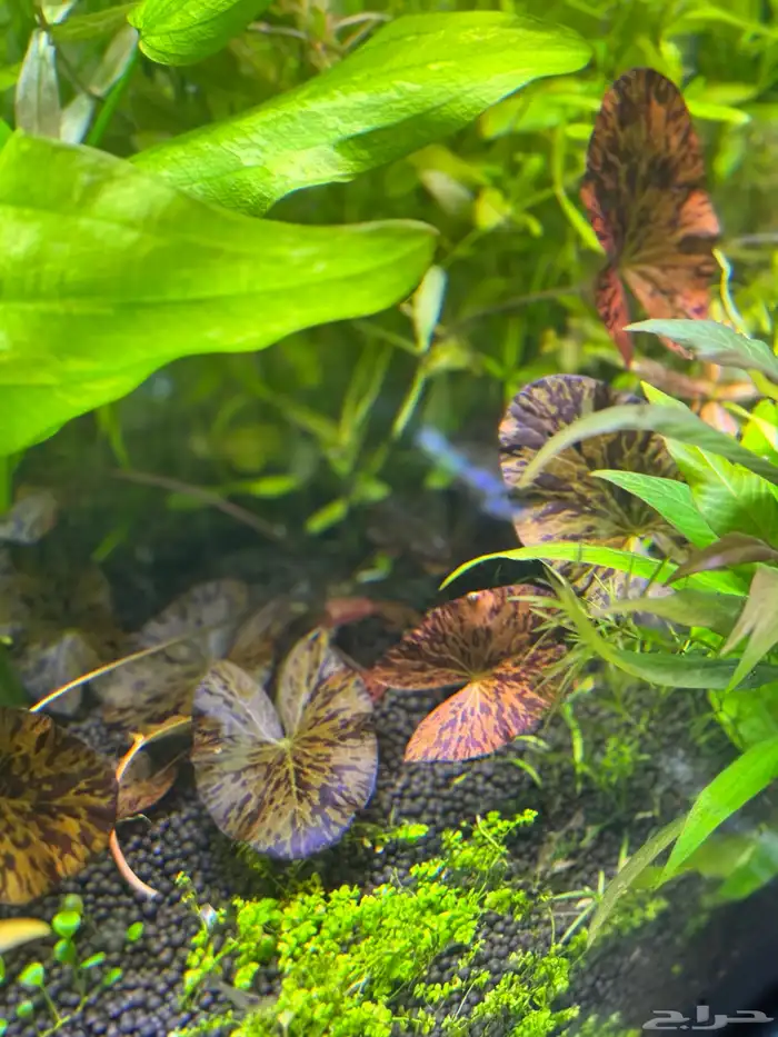 احواض سمك aquarium مزروعة  ونباتات مائية   تصاميم إحترافية 28