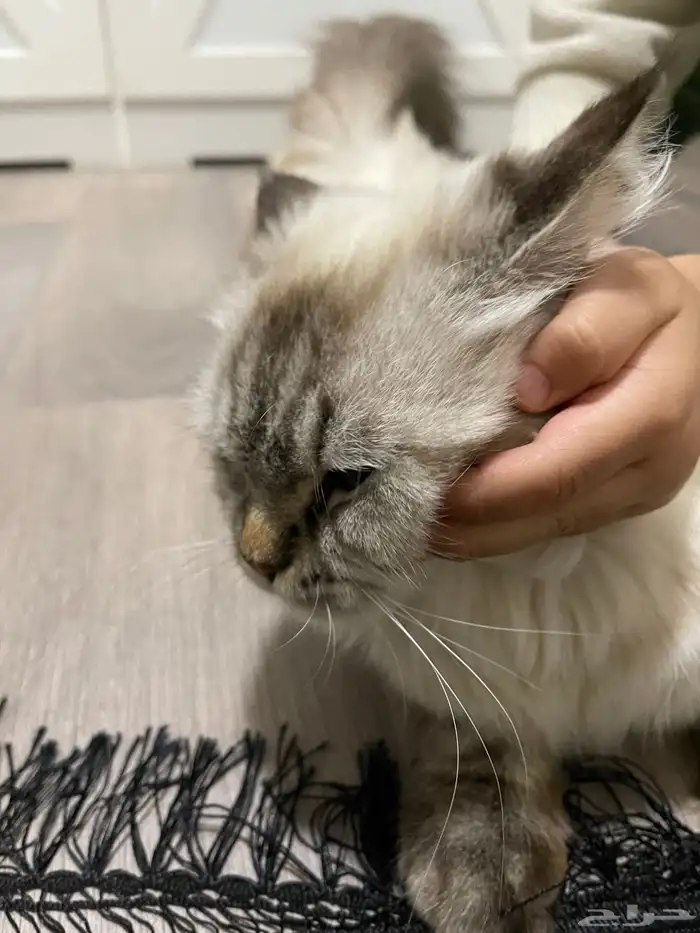 قطة شيرازي انثى 4