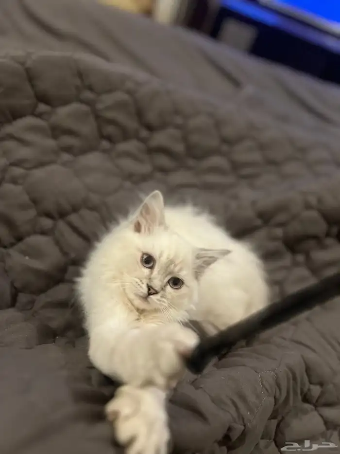 قطه للبيع شرازي 2