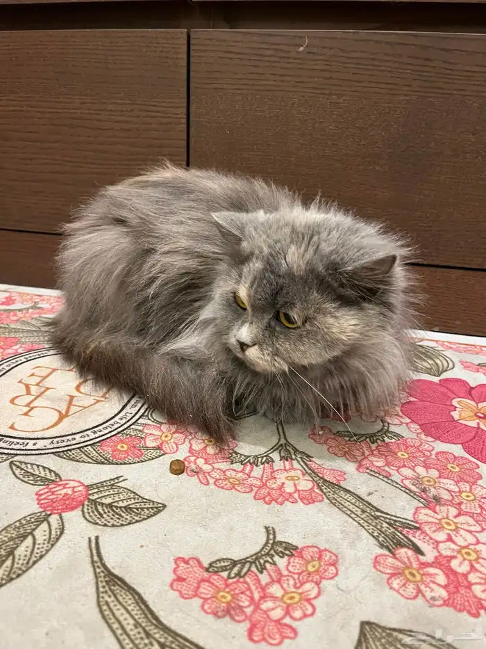 قطه شيرازي انثى للتبني 0