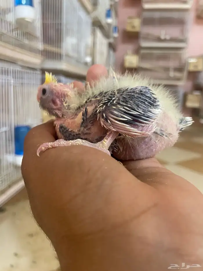 ولله الحمد والمنه توفرت من جديد فروخ كروانات وروزات 0