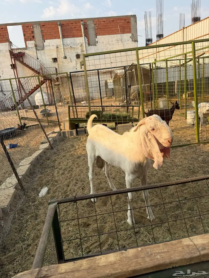 ماعز بنجابي جذع 1