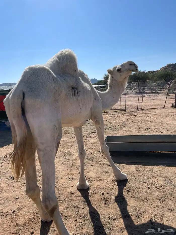 ناقه عفراء للبيع ضروبه مفرده حاشي 2