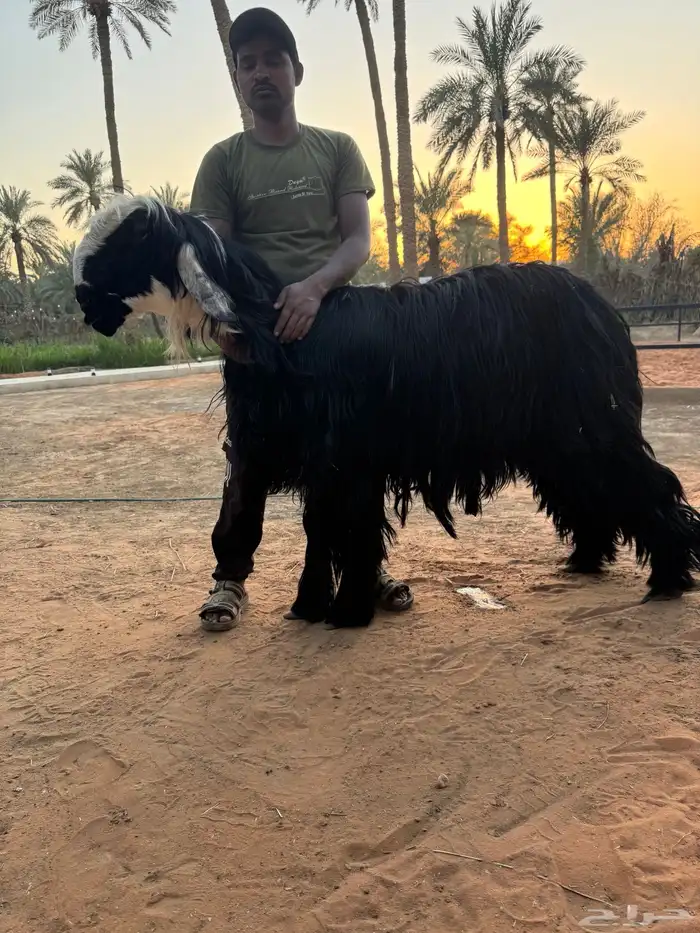 فحل نجدي ادغم صنف رباع 0