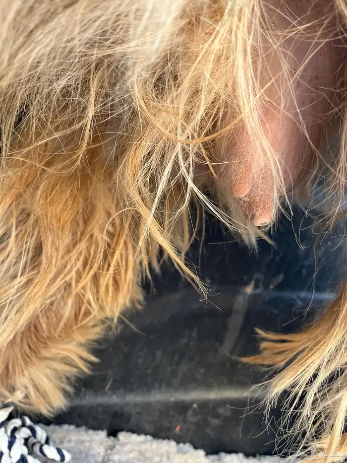 عارضيه صفرا دافع 5