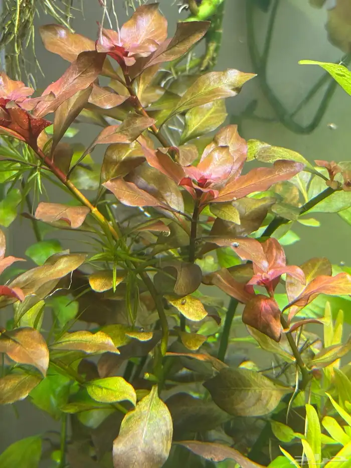 احواض سمك aquarium مزروعة  ونباتات مائية   تصاميم إحترافية 22