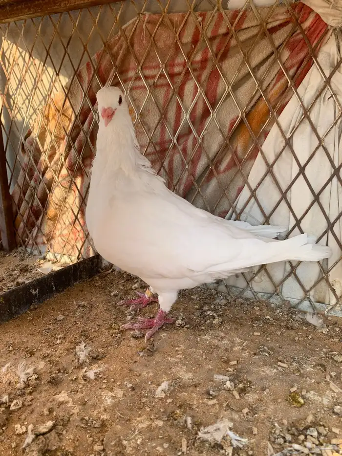 حمام فرنسي 3