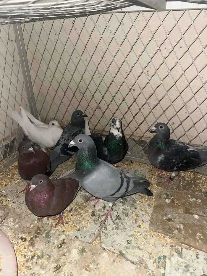 حمام قطيفي وزاجل وقلاب البيع جمله 3