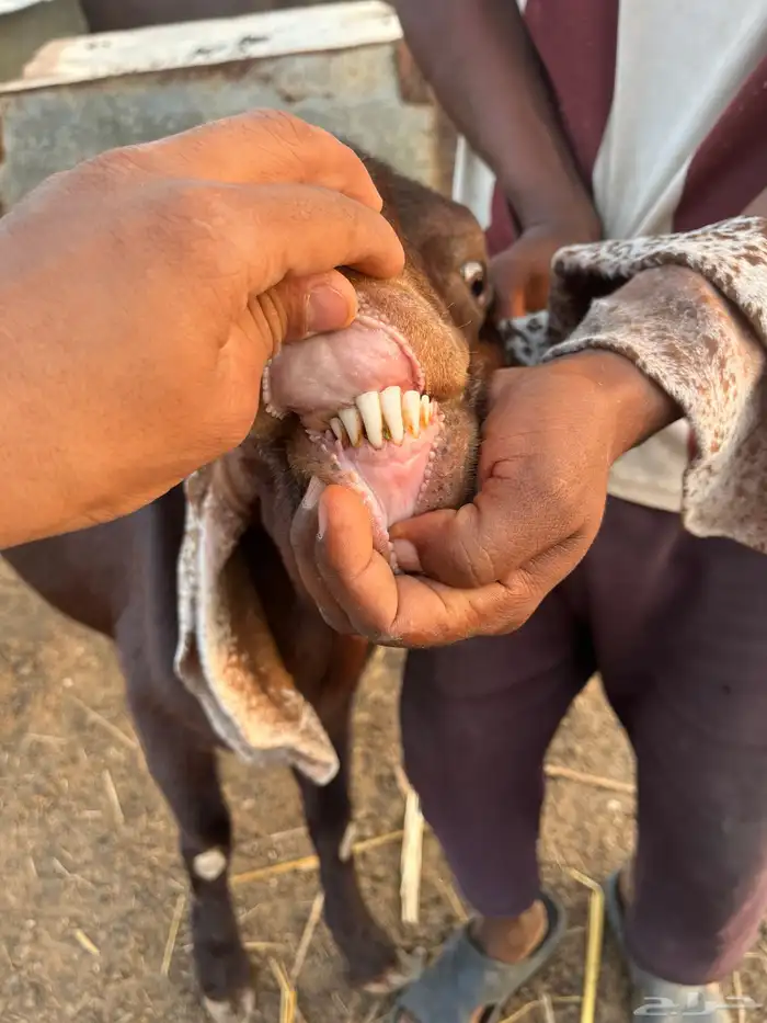 النوع تيس ادهم فحل مشروط 2