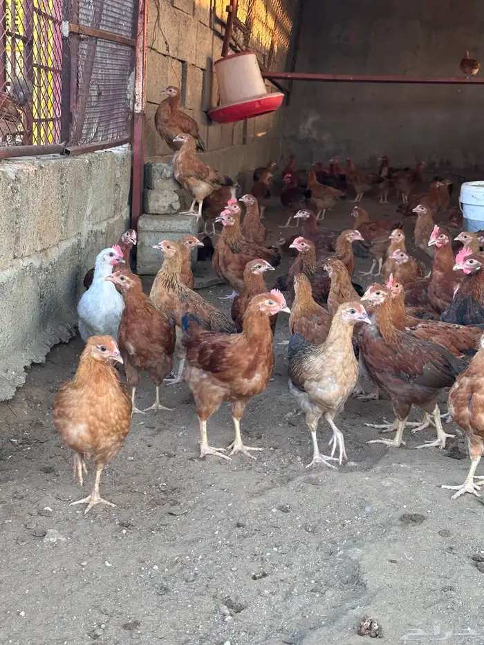 فروخ دجاج فرنسي توب 2