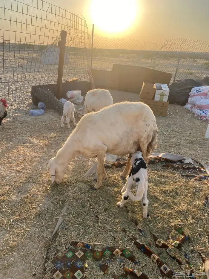 طريق الرياض كبري الشعير 1