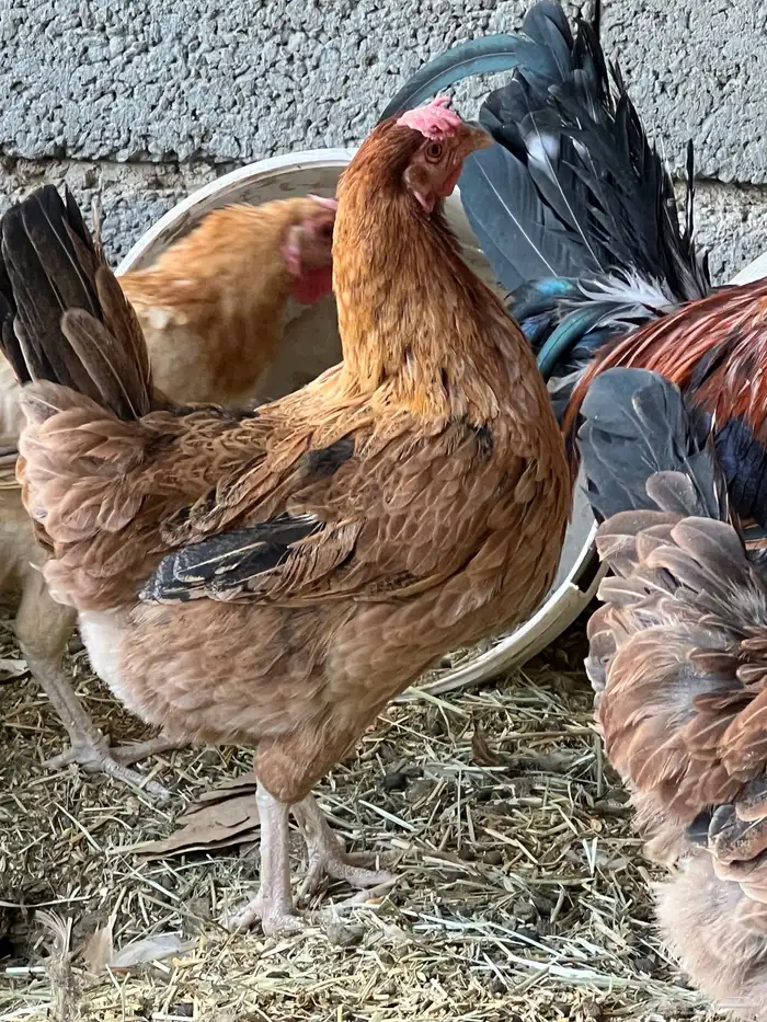 دجاج بلدي سليم شرط على مسولتي 9