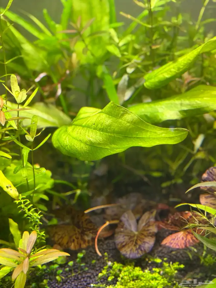 احواض سمك aquarium مزروعة  ونباتات مائية   تصاميم إحترافية 29