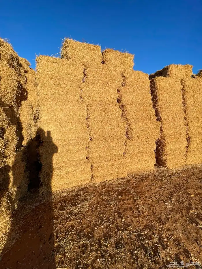 تبن قمح شد متر جندير 3