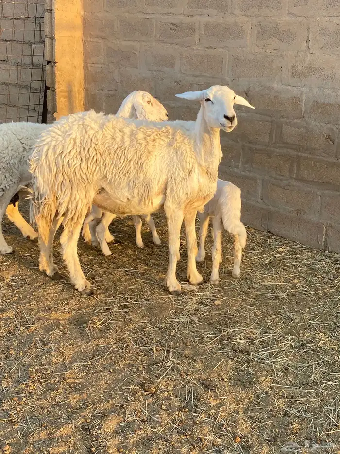 للبيع غنم ولد 0