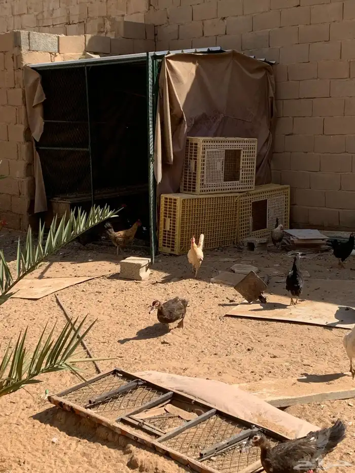 دجاج وبط بح 5