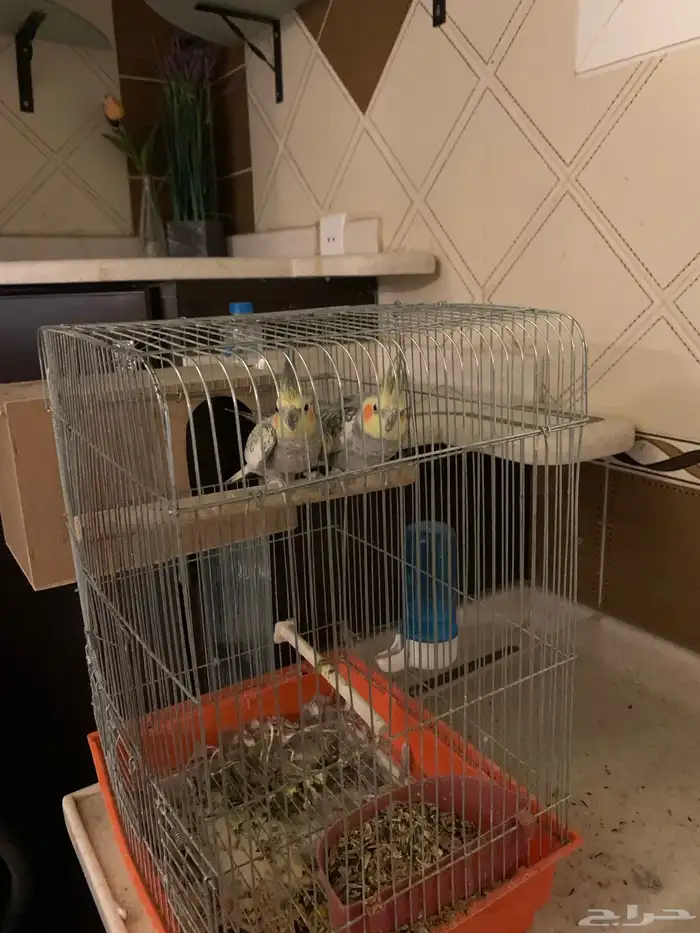 جوز طيور كروان 2