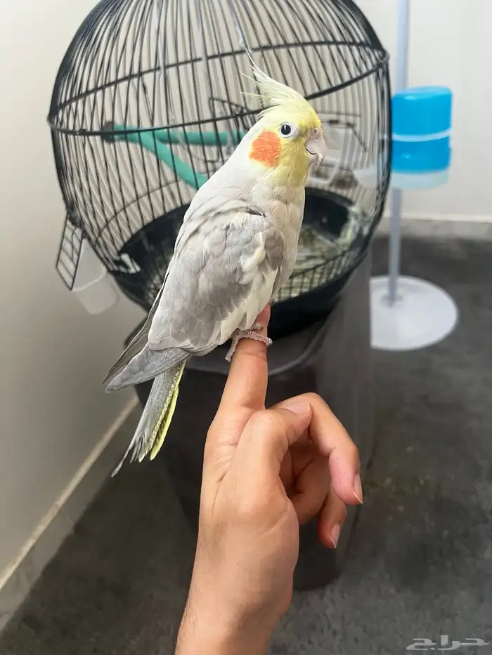 طير كروان ( اليف ) 0